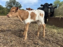 HR ROSETTE X HL HEADS UP TAG 8295