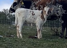2024 Bull (Hunts Double Your Respect)