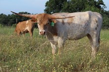 3C Maggie Mae 99
