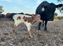 HR ROSETTE X HL HEADS UP TAG 8347H