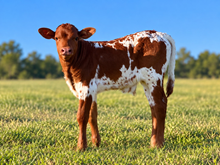 Jessie Bull Calf