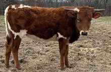 LF Just A Cowgirl