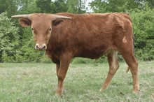 High Stakes x Embassy Sweets bull calf
