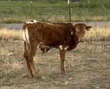 Top Texa 25 bull