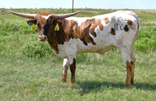 DB Motion's Amber-865