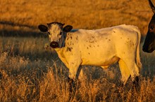 BSL Bull