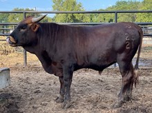M7 Rebel Cowboy