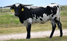 DB Prom's Allegra-877