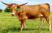 GLR PUFFETTE ROYAL GAL