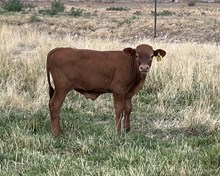 Jamaka Sun 25 bull