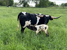 Girl Friday 2022 bull calf