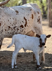 J & T's Summer Rain Heifer Calf