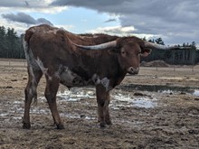 STEER 90