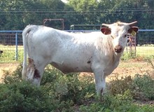 JP Frosty Lady