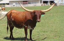 TCC Boogie Babe 214