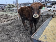 heifer 1226