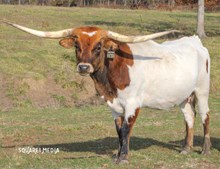 GLR MONIKAS ROYAL TEXAN