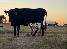HL KELLY ANN X REBEL HR 942B