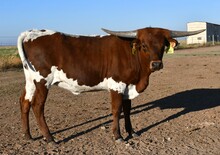 Hercules X Promenade heifer 955