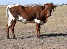 Hercules X Promenade heifer 955
