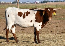 Hercules x Magnolia heifer 958