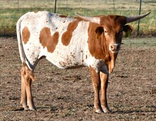 CND X Katie Hope Heifer-959
