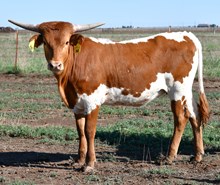 CND X Laredo Delight Heifer-960