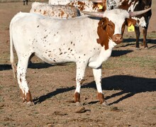 Hercules X Monika heifer 961