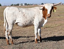Hercules X Monika heifer 961