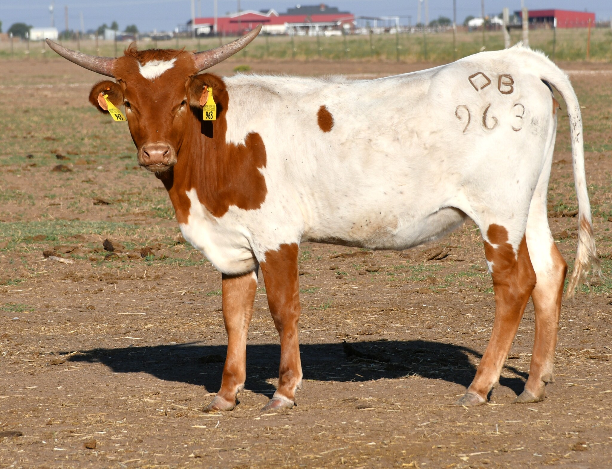 Dragon Mark X Rebel Dream -963