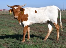 Dragon Mark X Rebel Dream -963