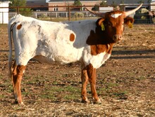 Dragon Mark X Rebel Dream -963