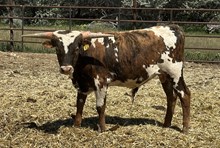 Divine Diamond 25 bull