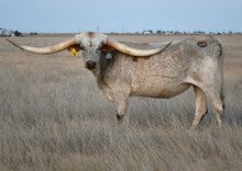 Fen - Wac Double Trouble -986