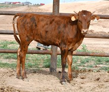 Dark Dust X Cowboys Rescue-1004