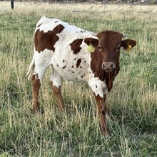 Ariana Star 25 steer