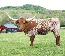 TC Reba