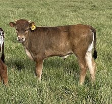 All the Daisies 26 bull