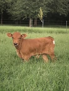 IWR Raindancer