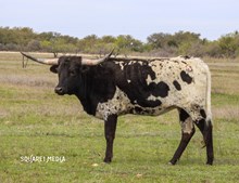 CALLIOPE JANE CA