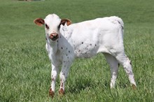 DW DRAG SOFTLY X RE LOAD 2022 HEIFER