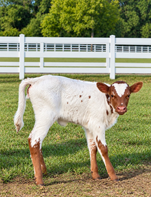 Dunn Jazzed Up Heifer
