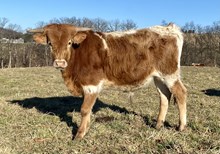 Yr Roscoe x ccc grand penny