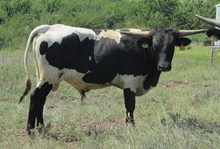 104/3 SHADOWISM COWGIRL X UB
