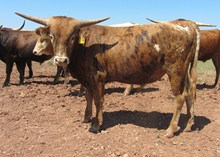 119/3 TILDAS COWGIRL X RF