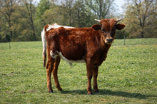 Bull Calf 410