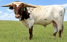 TAURUS GLR