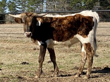 Painted Savage X Doherty 6 steer