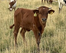 Pacific Ebony 25 steer