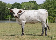 AUSSIE ACRES JAYNIE'S DIAMOND